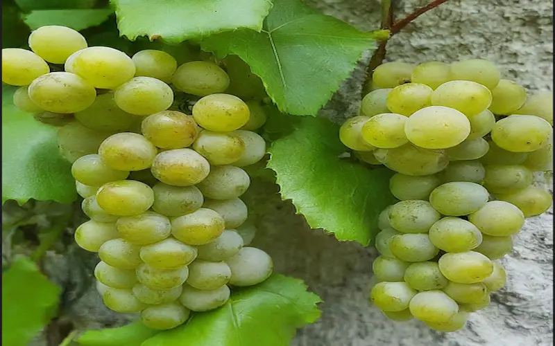 Grapes