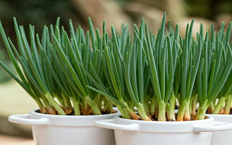 Green onions regrowing in soil from kitchen scraps