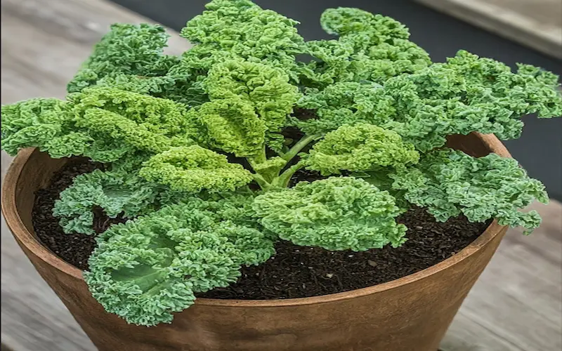 Growing kale