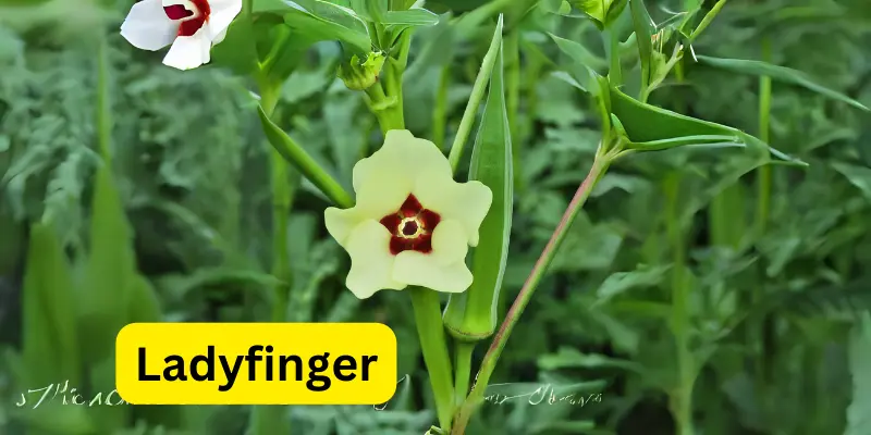 How To Grow Lady Finger (Bhindi) At Home: Benefits & Expert Care Tips - Post Thumbnail