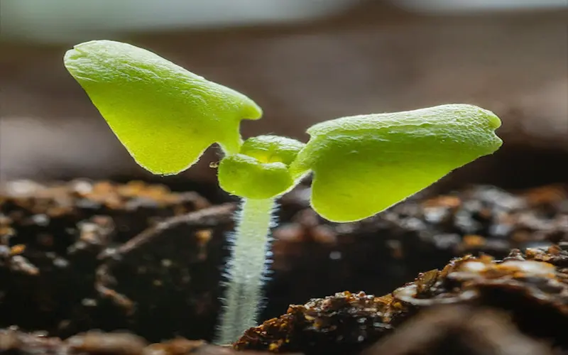 Growing basil from seed