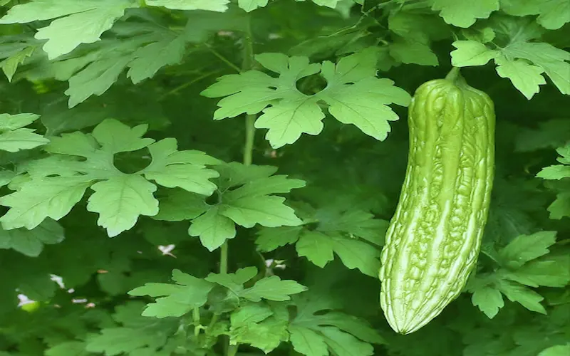 Growing bitter melon