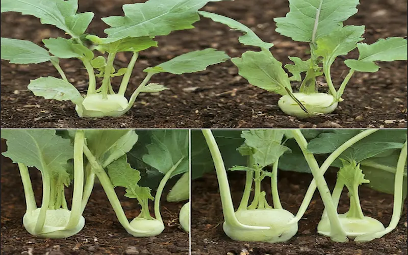 Growing kohlrabi