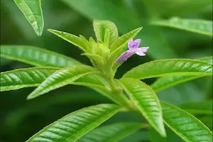 The Ultimate Guide to Growing Lemon Verbena From Seed - Post Thumbnail