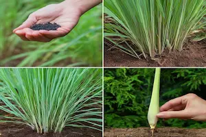 Learn Growing Lemongrass From Seed to Harvest and Its Uses - Post Thumbnail