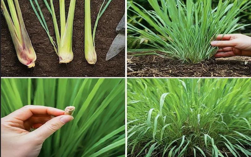 Growing lemongrass Seed to harvest