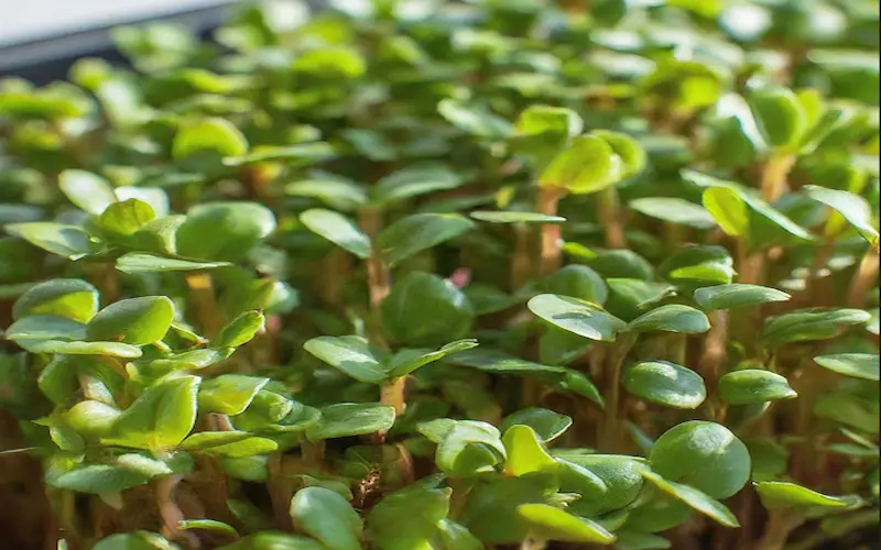 Growing microgreen