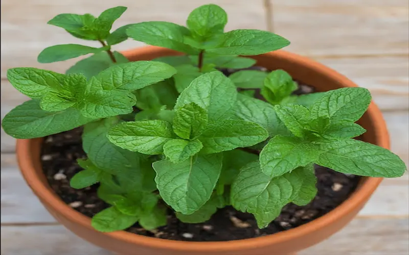 Growing mint in the pot