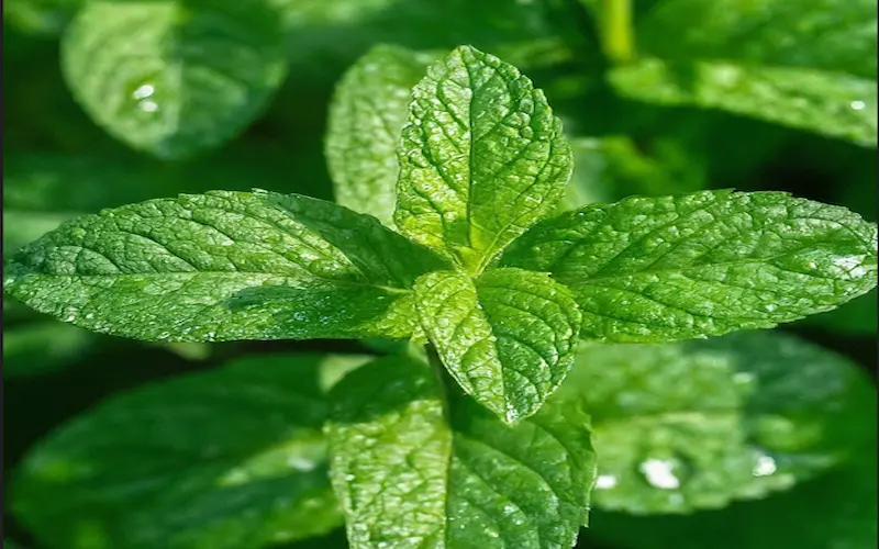 Growing mint plant