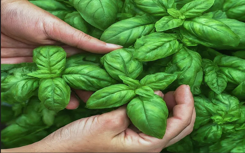 Harvesting basil