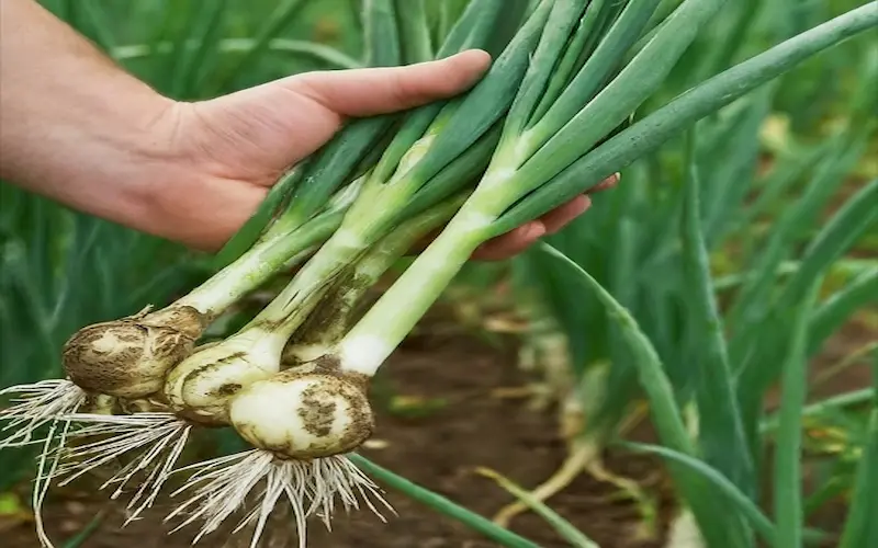 Harvesting