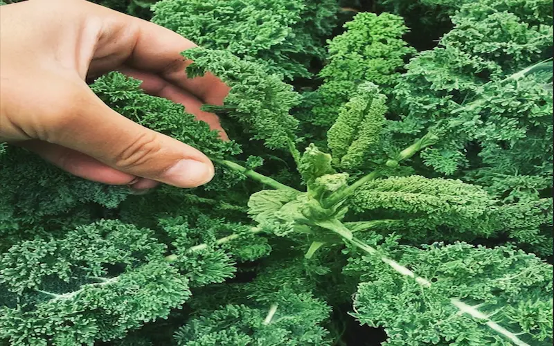 Harvesting kale