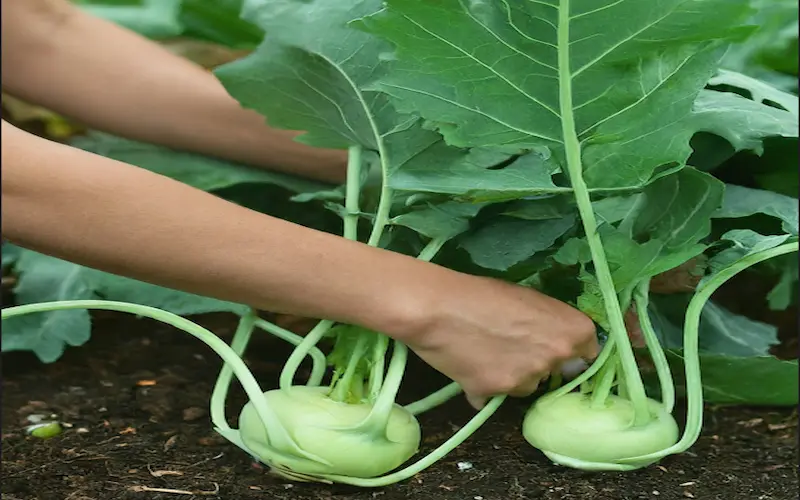 Harvesting kohlrabi plants