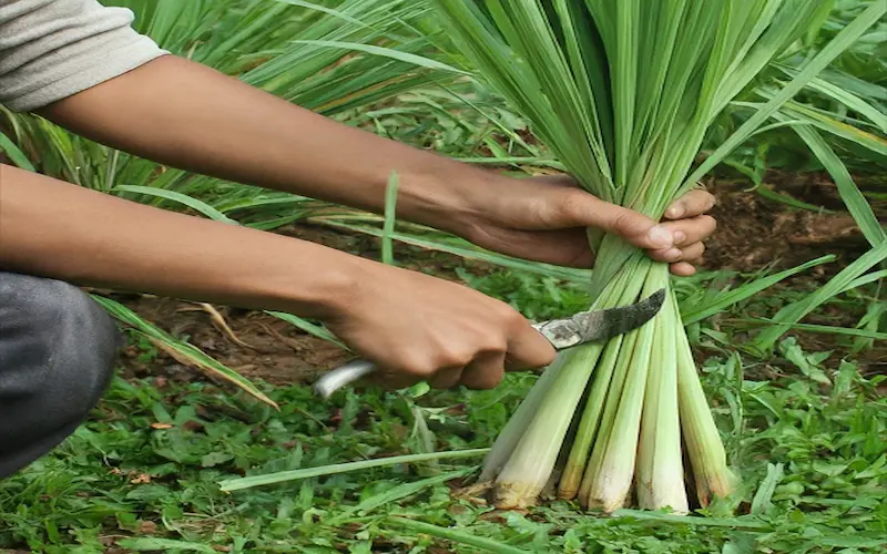 Harvesting Lemongrass