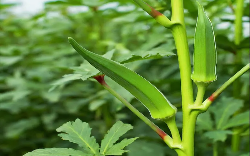 Lady Finger Harvesting image