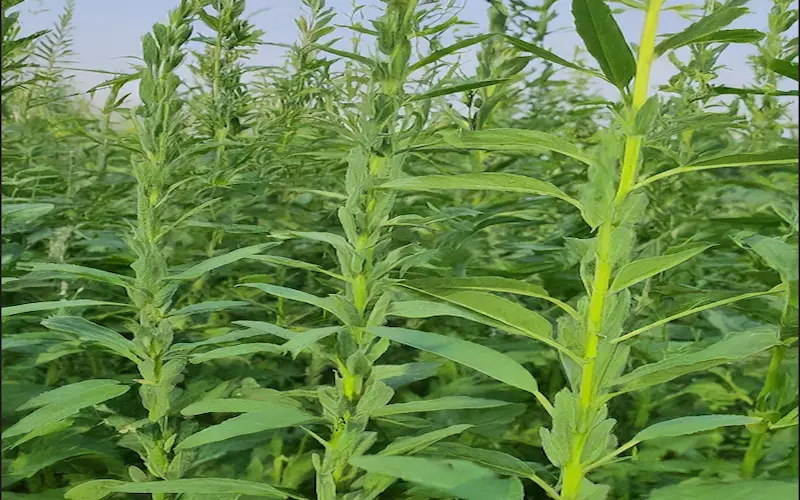 Harvesting sesame seeds