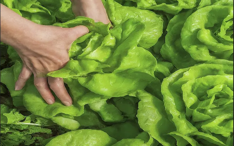 Lettuce harvesting