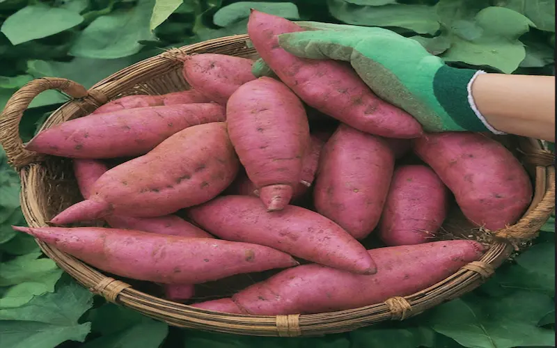 Harvesting sweet potatoes