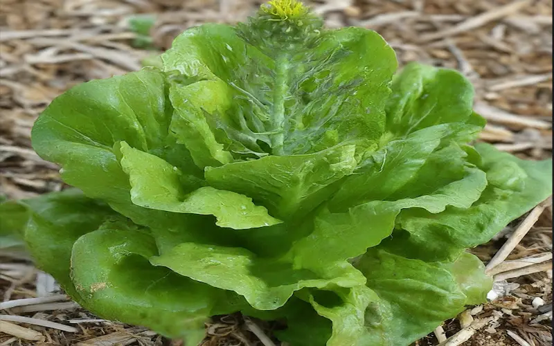 Lettuce heading