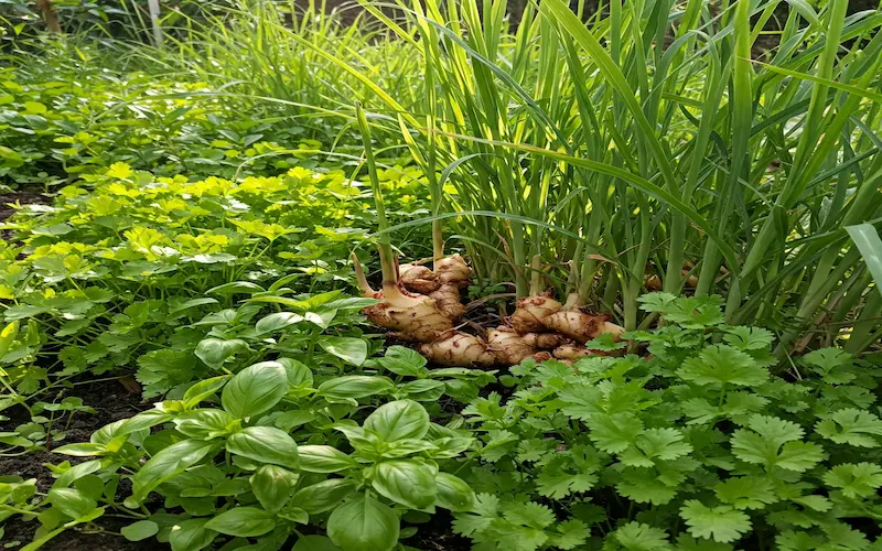 Herbs Cilantro Basil and Lemongrass