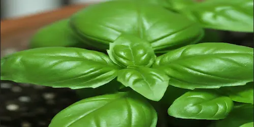 The Ultimate Guide: Learn How to Grow Basil From Seed - Post Thumbnail