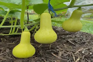 A Step-by-Step Guide on How to Grow Butternut Squash From Fresh Seeds