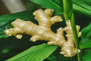 8 Tips for How to Grow Ginger Successfully: A Step-by-Step Guide - Post Thumbnail