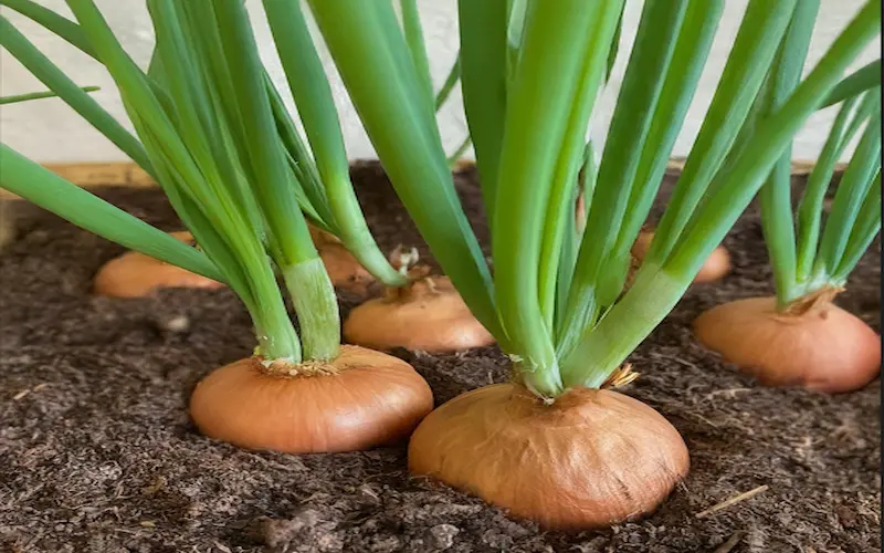 How to grow green onions