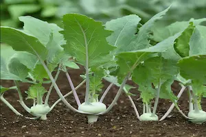 A Step-by-Step Guide on How to Grow Kohlrabi Plants - Post Thumbnail