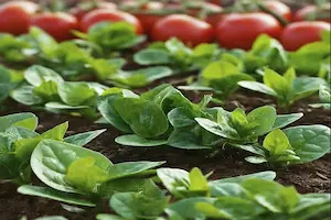 The Ultimate Guide on How to Grow Malabar Spinach