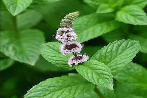 Learn How to Grow Mint Successfully: A Step-by-Step Guide