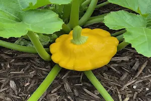 A Step-by-Step Guide on How to Grow Patty Pan Squash - Post Thumbnail