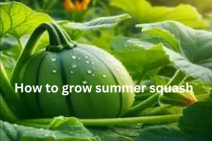 How To Grow Summer Squash From Seeds: Types and Benefits - Post Thumbnail