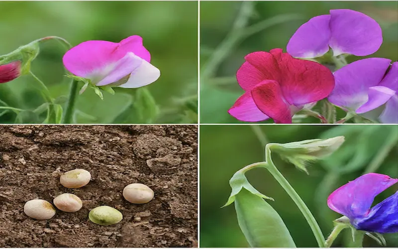 How to grow sweet peas from seed