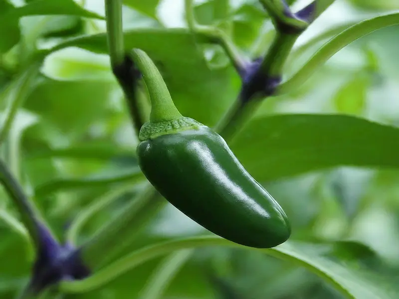 Jalapeno fruiting