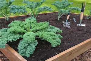 How to Grow Kale: The Complete Guide From Planting to Harvest