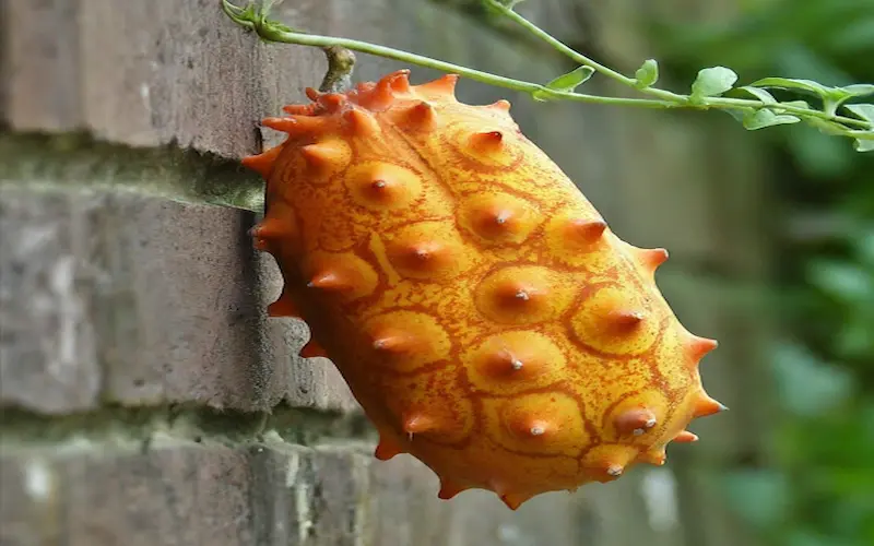 Kiwano