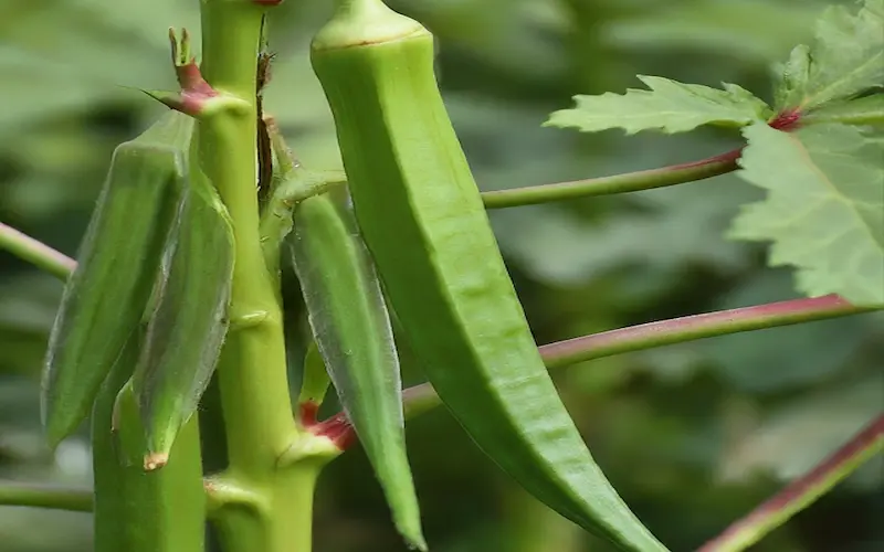 Lady Finger Growing Image