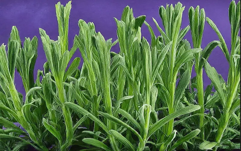 Lavender vegetative growth