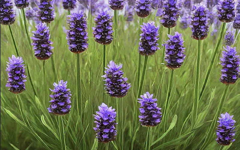 Understanding Lavender Growth Stages for Healthy Plants