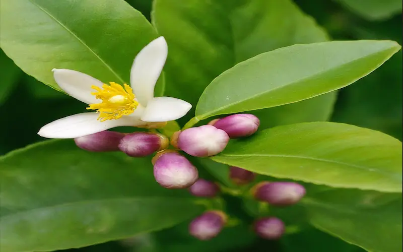 Flowering stage of lemon tree