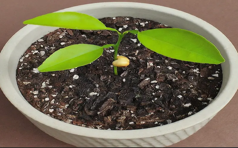 Lemon seed planting