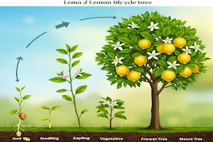 Lemon Tree Growth Stages You’ve Never Noticed