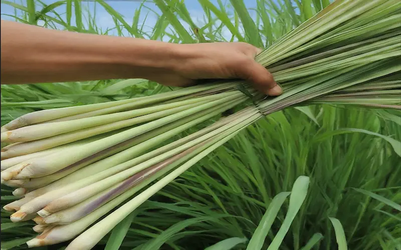 Lemongrass