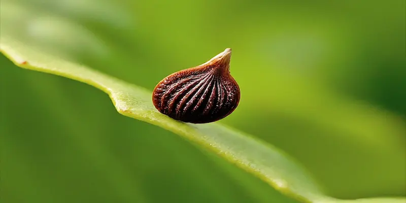 Seed of lettuce