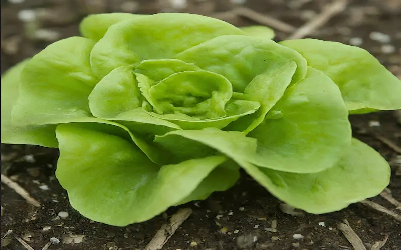 Lettuce