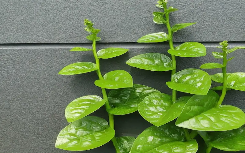 Malabar spinach