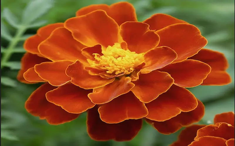 Marigold