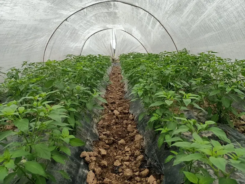 Types of mulching in agriculture