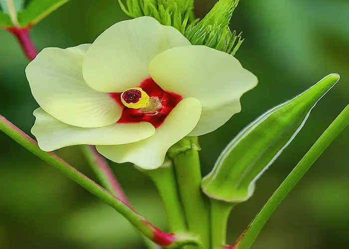 Okra (Bhindi)